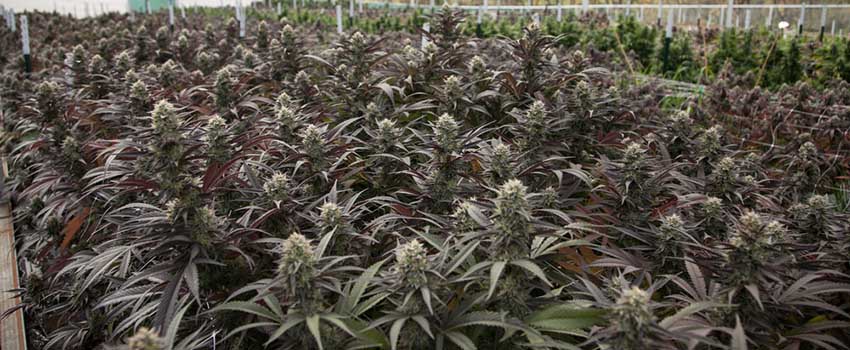 Wedding Cake Seeds Strain Description