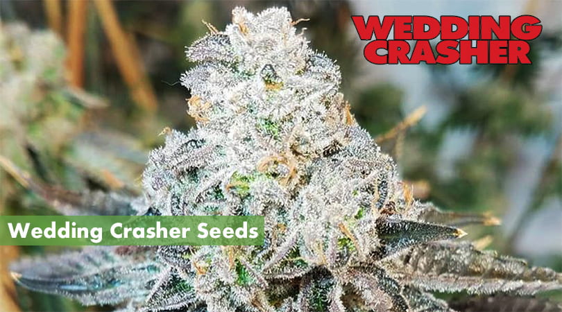 Wedding Crasher Seeds Cover Photo