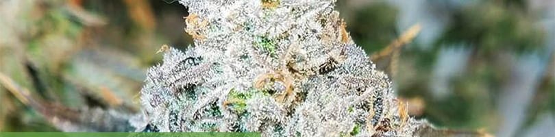 Wedding Crasher Seeds Featured Image