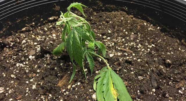 Weed Seedling Transplant Shock