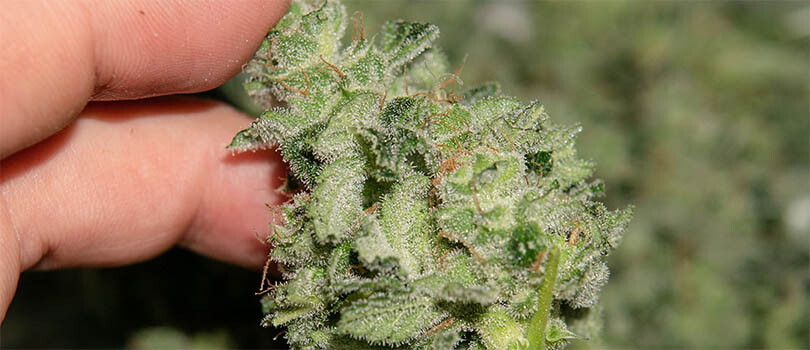 Wet Trimmed Trichomes