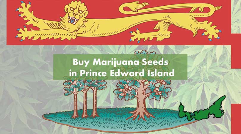 Where to Buy Marijuana Seeds in Prince Edward Island Cover Photo