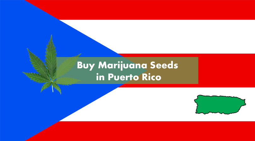 Where to Buy Marijuana Seeds in Puerto Rico Cover Photo