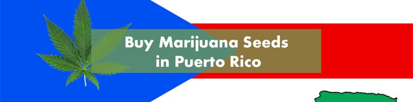 Where to Buy Marijuana Seeds in Puerto Rico Featured Image