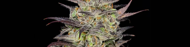 White Fire OG Seeds Featured Image