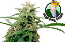 White Rhino Feminized Seeds CKS