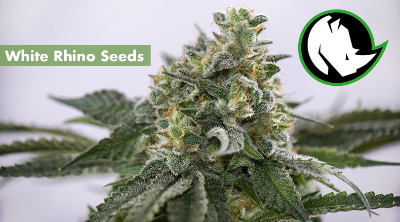 White Rhino Seeds Cover Photo