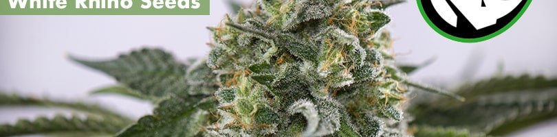 White Rhino Seeds Featured Image