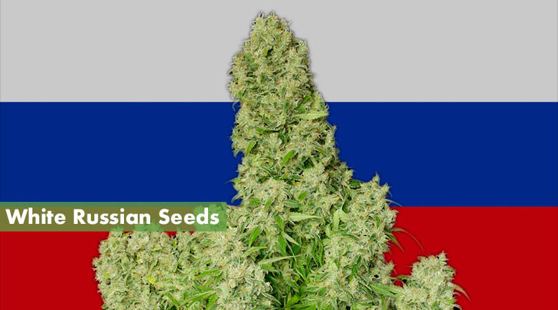 White Russian Seeds Cover Photo