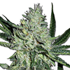 White Widow Feminized Cannabis Seeds