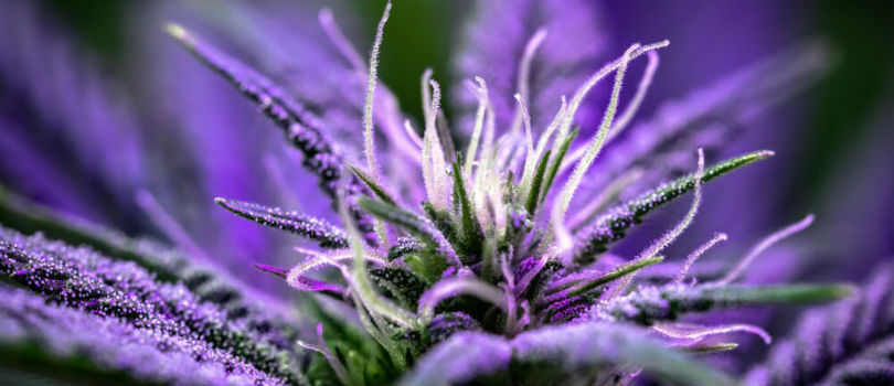 White Widow Feminized Seeds