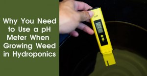 Why you need to use a ph meter when growing weed in hydroponics featured image