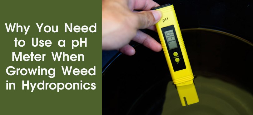 Why you need to use a ph meter when growing weed in hydroponics featured image