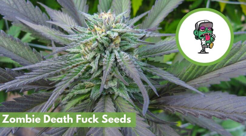 buy zombie death fuck seeds cover