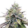 Zkittlez Autoflower Cannabis Seeds