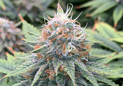 THC Bomb Feminized Cannabis Seeds