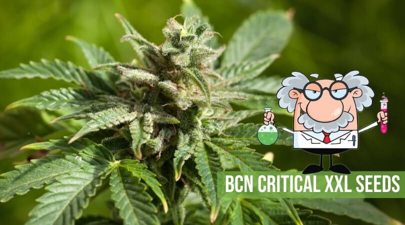 bcn critical xxl seeds