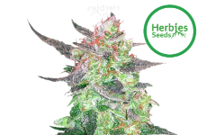 BCN Critical XXL Seeds Herbies