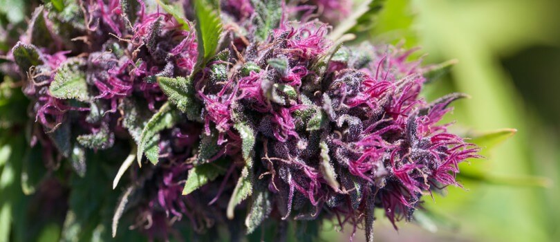 Black Cherry Punch Seeds