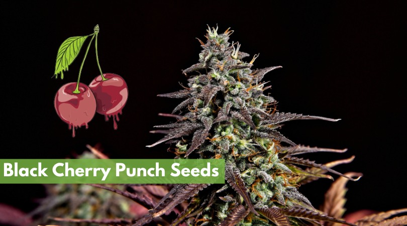 black cherry punch seeds