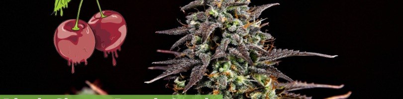 black cherry punch feature
