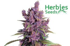 Black Cherry Punch Seeds Herbies