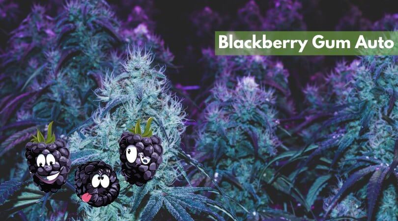 blackberry gum auto seeds