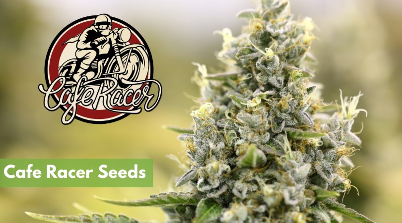 buy care racer seeds online cover