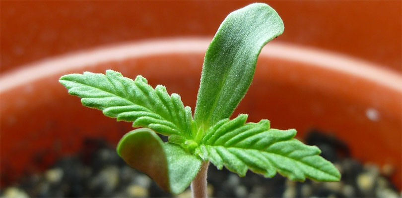 cannabis seedling true leaves