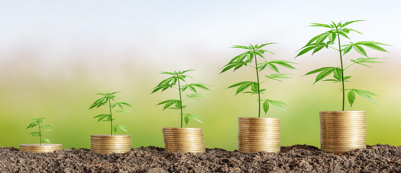 Cannabis growing from coins