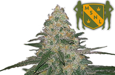MSNL Cannatonic Feminized Seeds