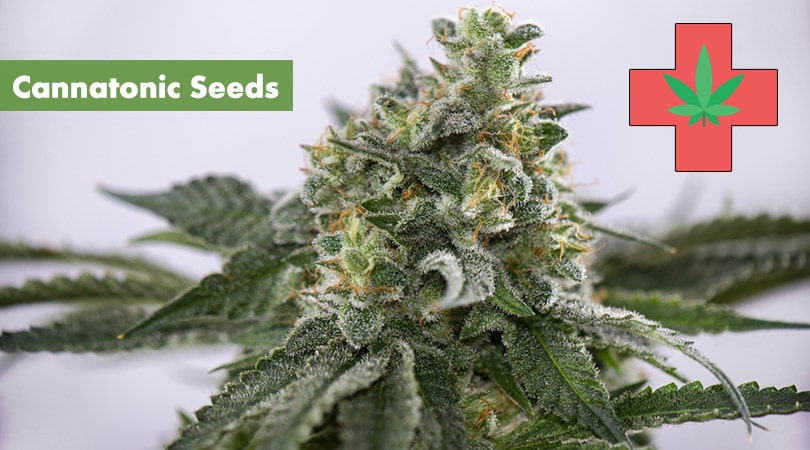 Cannatonic Seeds