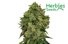 Glookies Seeds Herbies