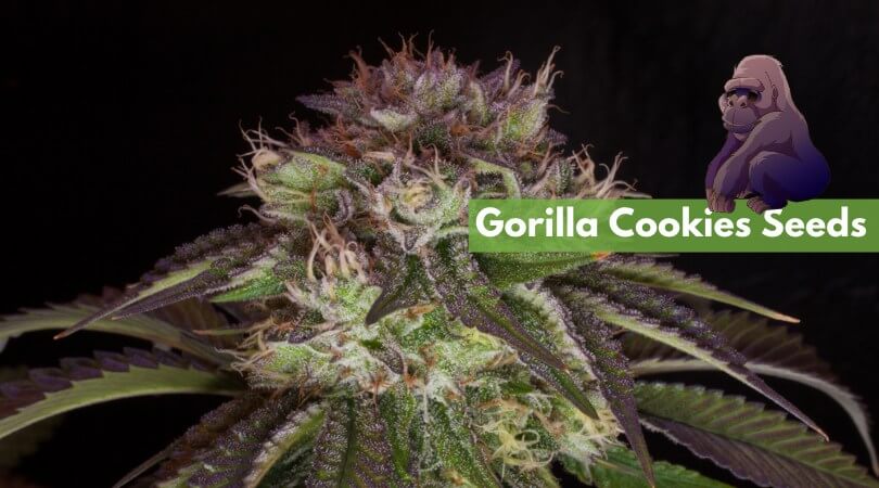 gorilla cookies seeds