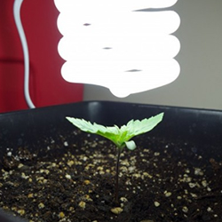 light seedling