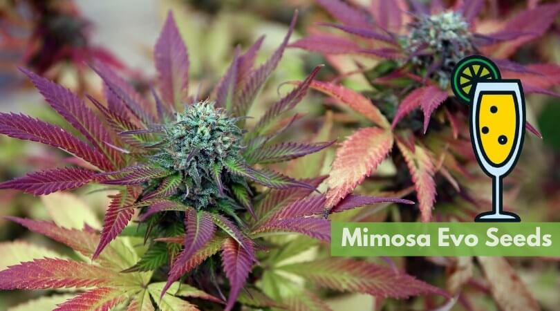 mimosa evo seeds