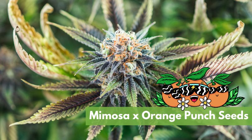 mimosa x orange punch seeds