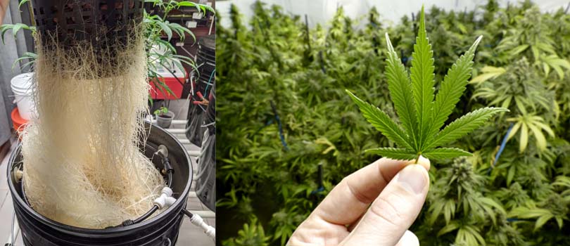 pH meter for healthy cannabis plants