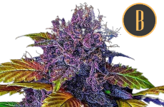 Purple Lemonade Seeds Blimburn