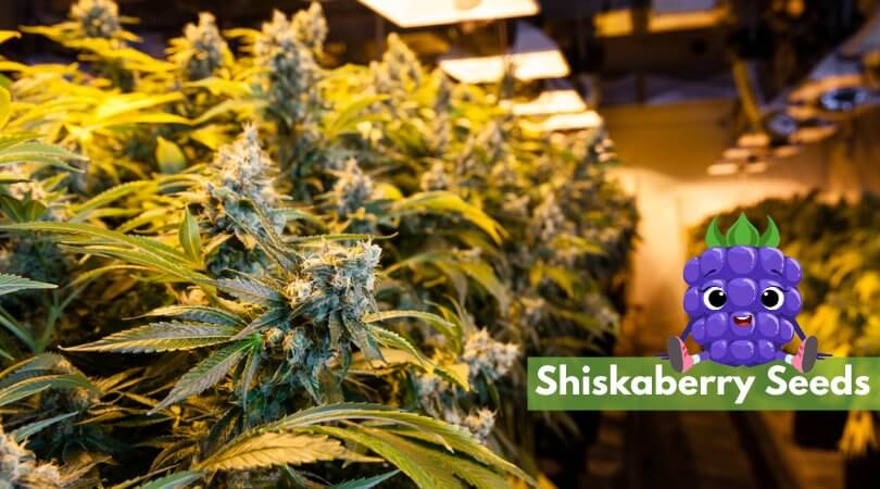 shiskaberry seeds