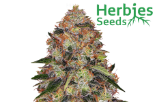 Shiskaberry Seeds Herbies