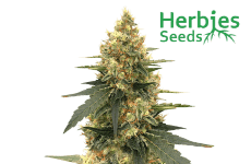 Strawberry Lemonade Seeds Herbies