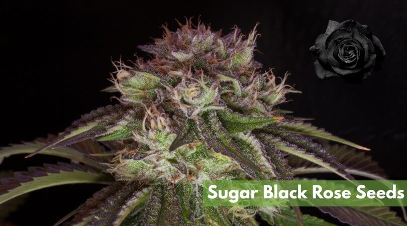 sugar black rose seeds