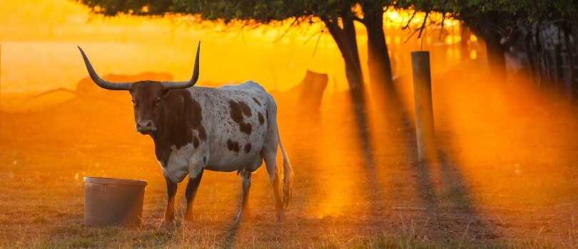 Texas MMJ program