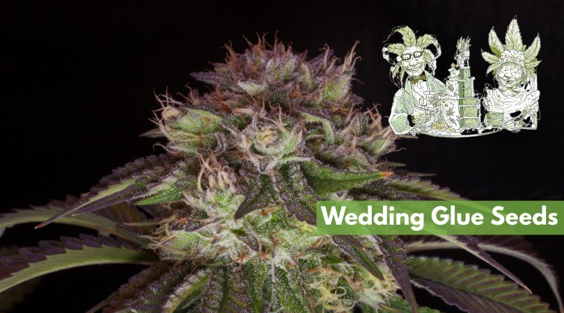 wedding glue seeds